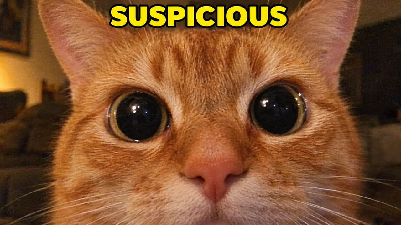 Meme-style absurd zoom thumbnail: a grainy ginger cat's face filling the whole frame, staring into the lens, small text SUSPICIOUS on top